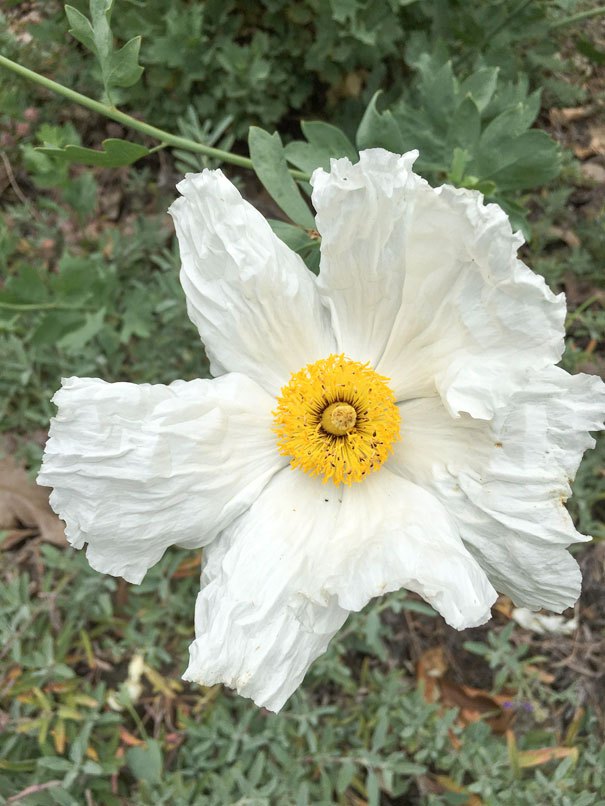 Arlington Garden