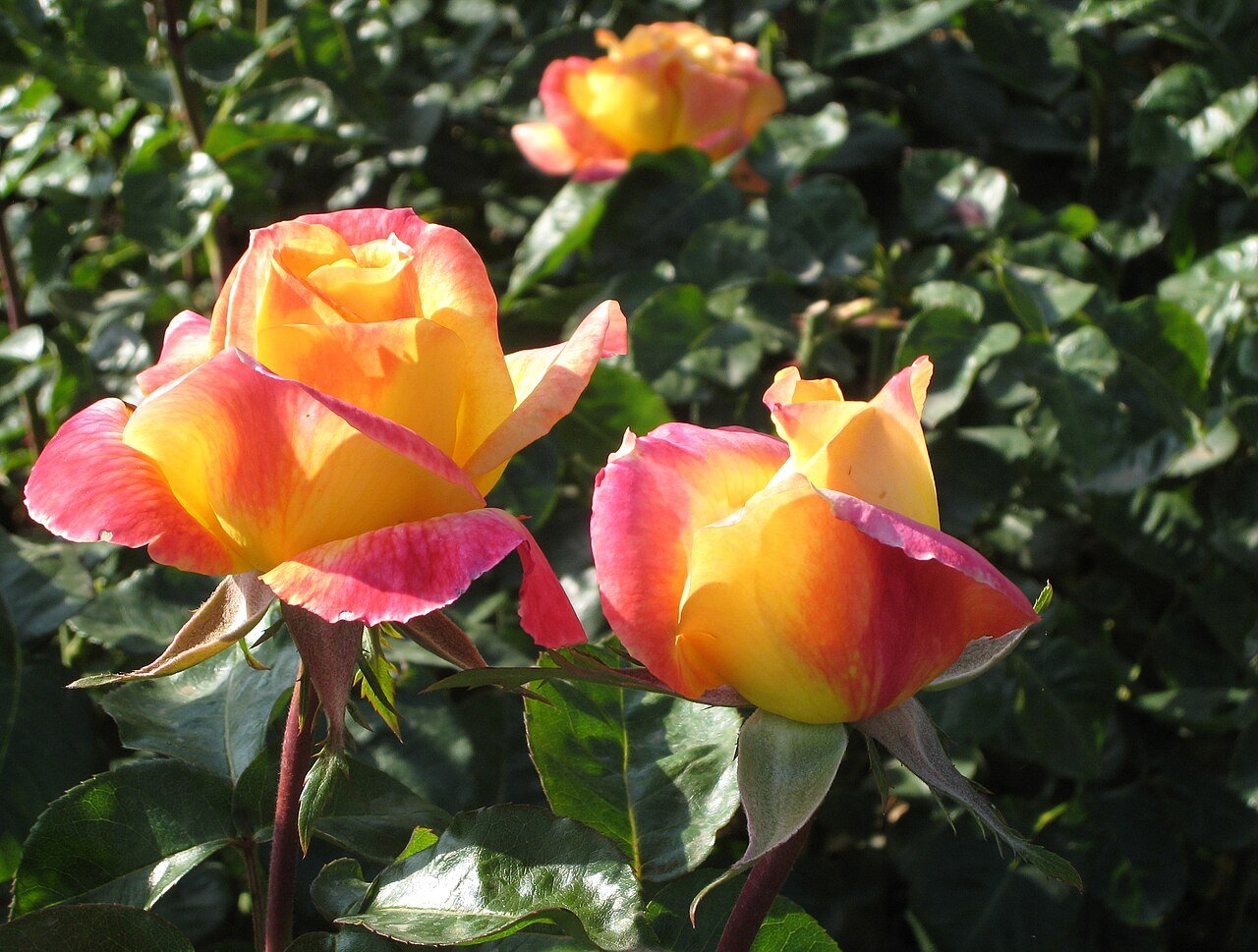 Rose Love and Peace Roses, Exposition Park, Los Angeles (34204900440).jpg